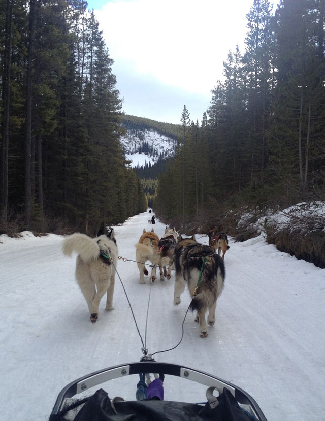 Montando en trineo en Canmore, Alberta