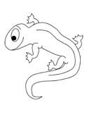 imágen de una salamandra