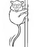 imágen de un tarsier