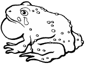 imágenes de ranas
