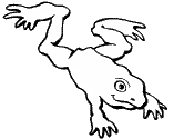 imágenes de ranas