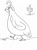 Dibujos de la codorniz