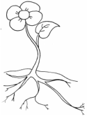imágenes de flores