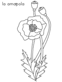 imágenes de flores