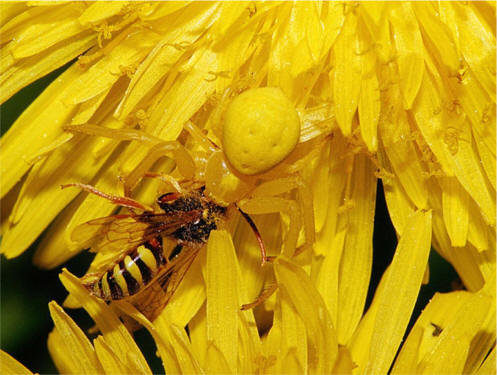 female goldenrod Crab Spider