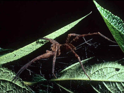 Araña lobo 