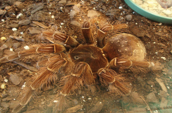 la araña gigante comedora de pájaros