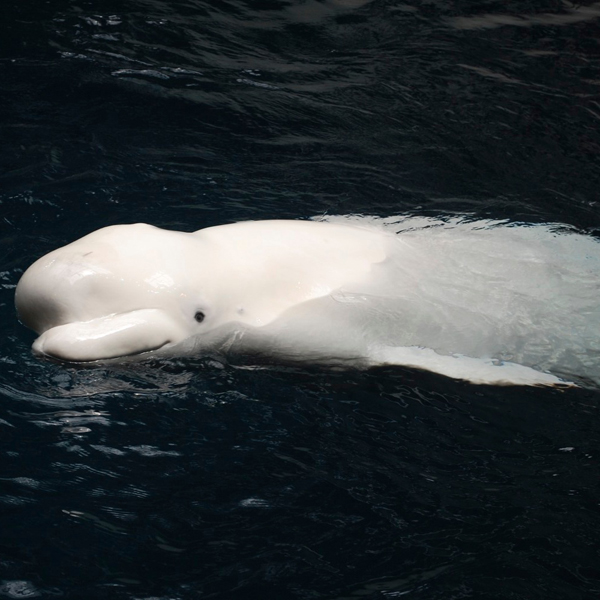 ballena beluga