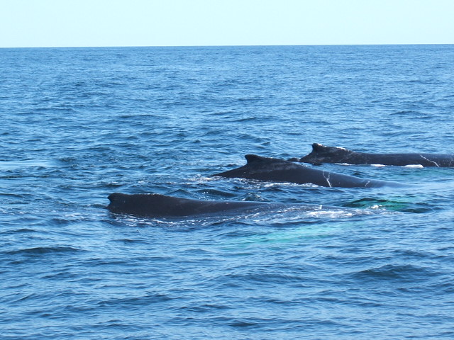 Ballenas dormidas