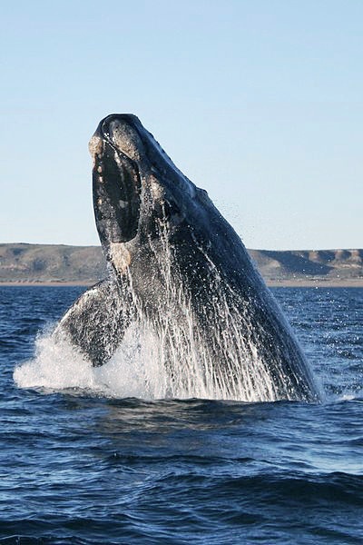 Ballena franca