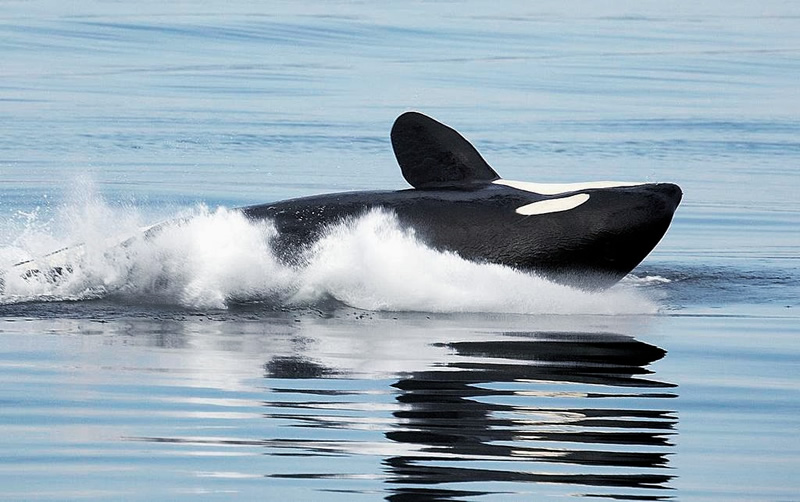 orca