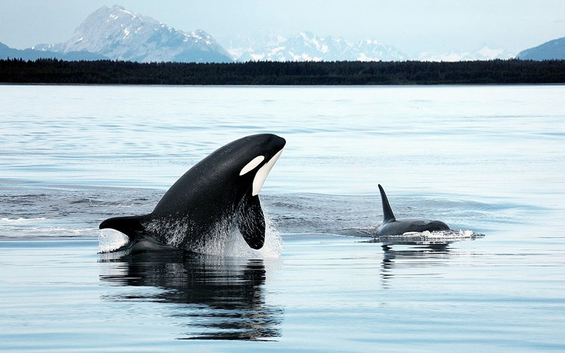 orca