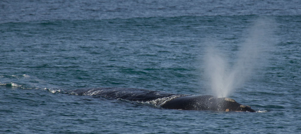 Ballena Franca sureña soplado