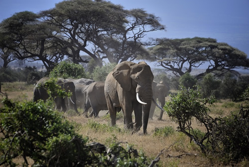 Elefantes en Amboseli National Park, Kenia, Africa