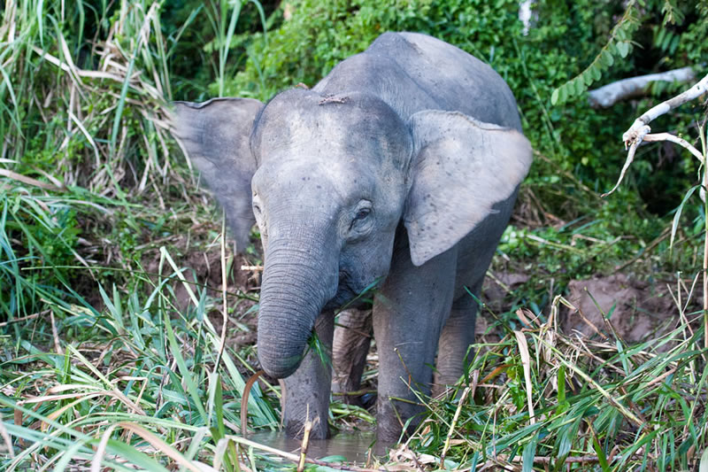 Elefante pigmeo