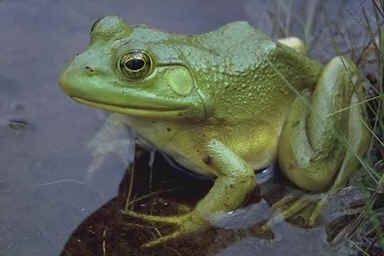 rana