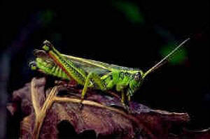 Saltamontes
