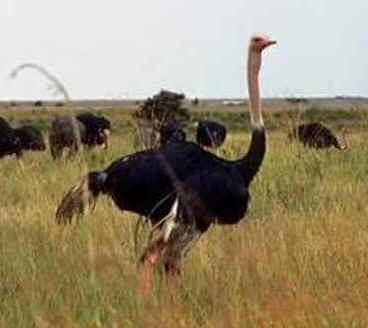 avestruces 