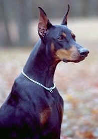 Todos los animales tienen piel o pelo.