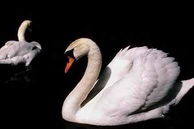 cisne
