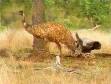 Emú australiano