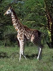 Los mamíferos no son invertebrados