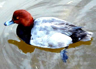 Pato cabeza roja