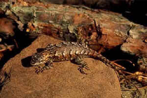 A lizard catches some sun.