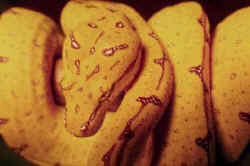 Snake