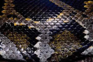 Snake Scales