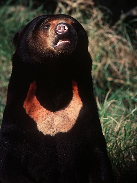 Oso malayo