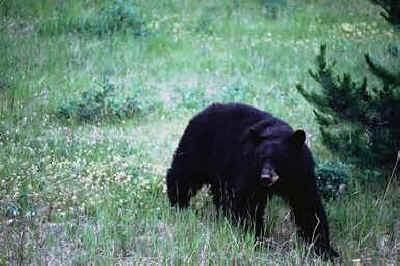 oso negro