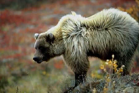 oso pardo