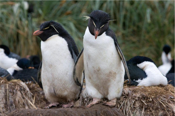 Pingüino de penacho amarillo