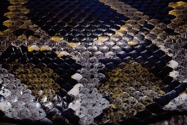 Escamas de la serpiente