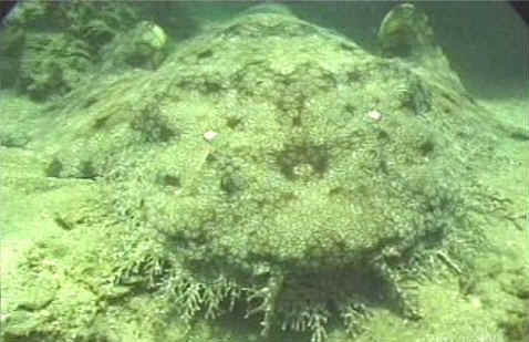 Tiburones alfombra