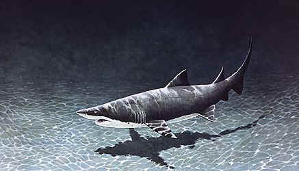 Tiburones bacota