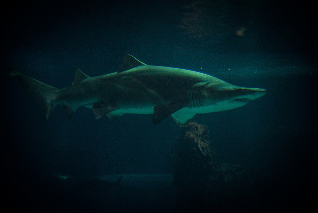 TIBURÓN BACOTA