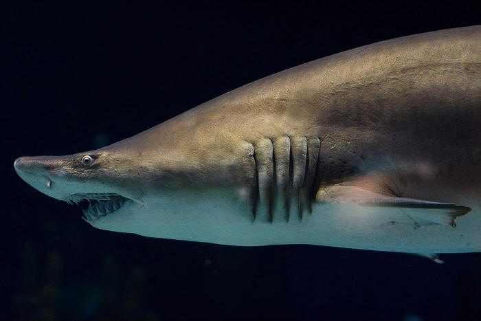 Tiburones bacota - fuente:  wiki commons