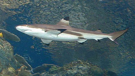 Tiburones de arrecife de puntas negras