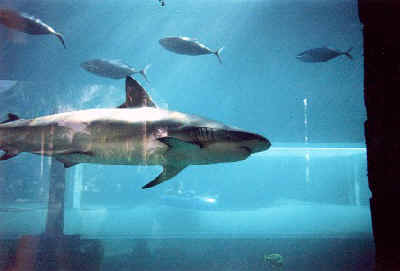 Tiburones de arrecife de puntas negras