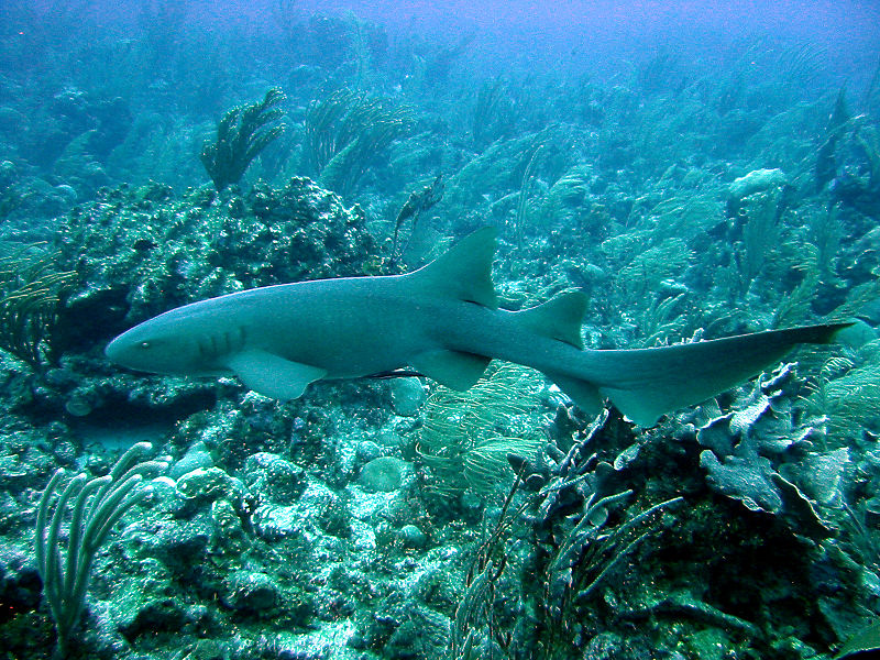 Tiburones enfermero - fotographo Joseph Thomas 