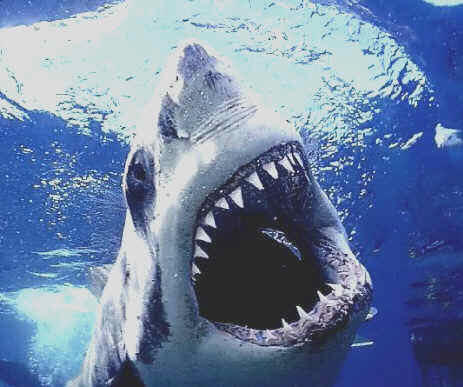 Gran tiburón blanco