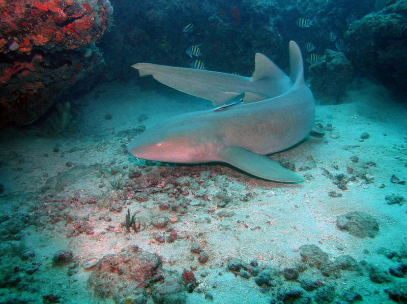 Tiburones enfermero