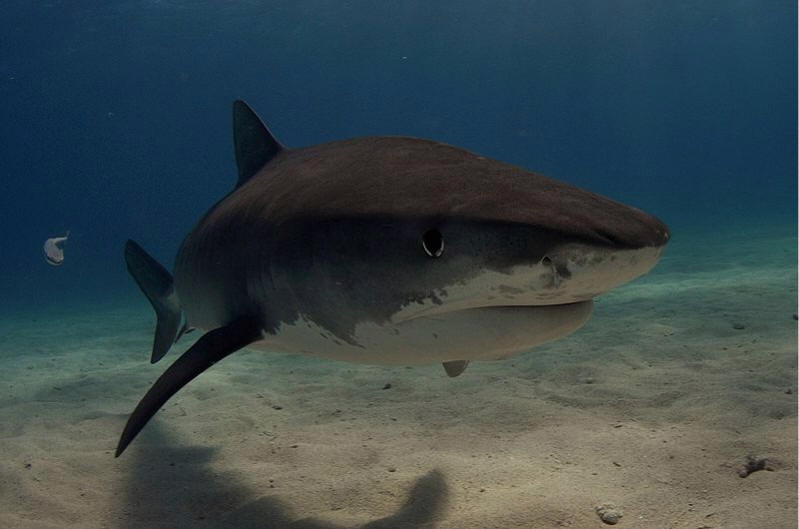 Tiburón tigre