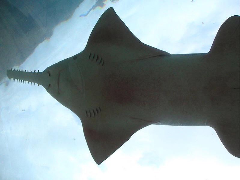 Tiburones de seis branquias