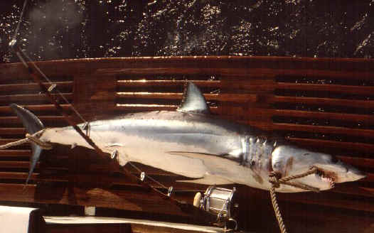 Tiburones mako