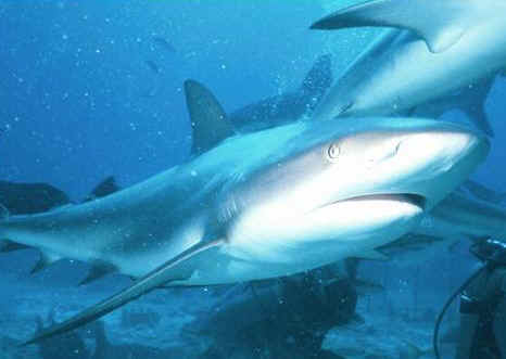 Tiburones de arrecife de puntas negras