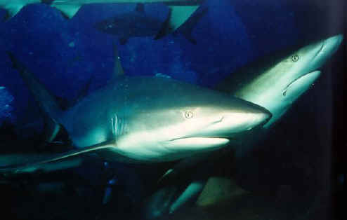 Tiburones de arrecife de puntas negras