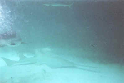 shark photo